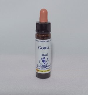 Gorse 10ml
